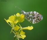 Orange Tip 160509